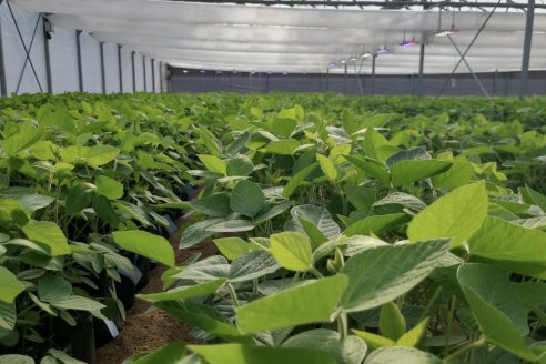 El manejo ineficiente es un golpe al mentón de la renta de la soja