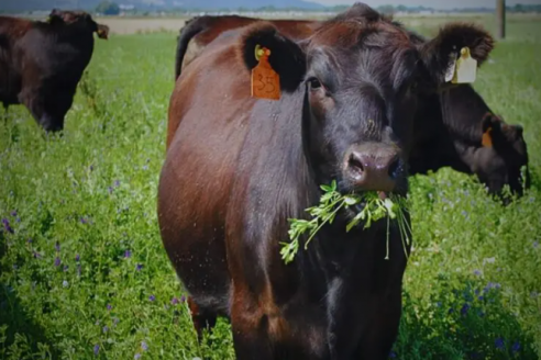 Expertos indagan cómo la alfalfa sobrevive daño del estrés salino