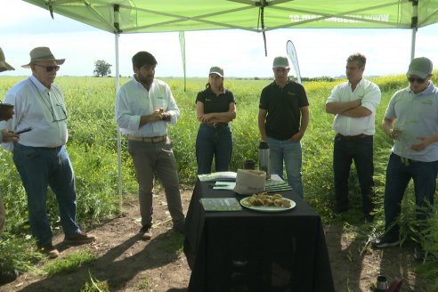 Carinata: Jornada a Campo de Nufarm y Agrofe Campo en Cerrito
