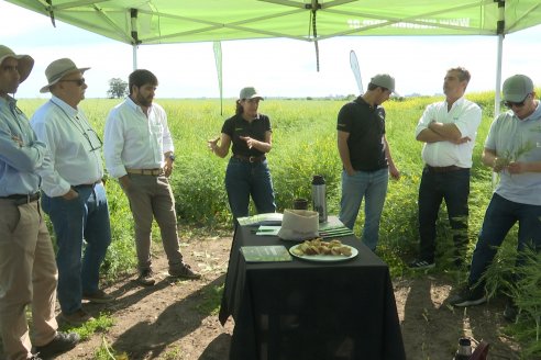 Carinata: Jornada a Campo de Nufarm y Agrofe Campo en Cerrito