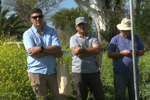 Carinata: Jornada a Campo de Nufarm y Agrofe Campo en Cerrito