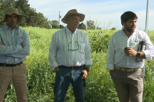 Carinata: Jornada a Campo de Nufarm y Agrofe Campo en Cerrito