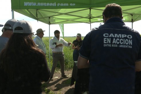 Carinata: Jornada a Campo de Nufarm y Agrofe Campo en Cerrito