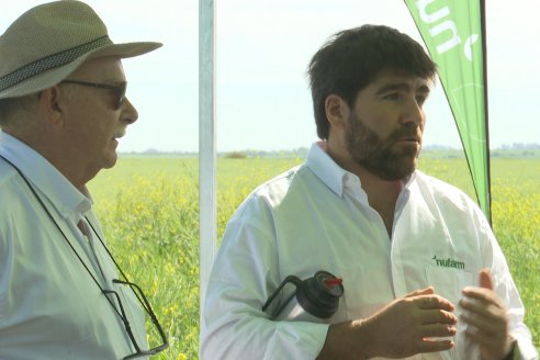 Carinata: Jornada a Campo de Nufarm y Agrofe Campo en Cerrito