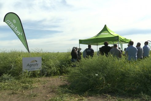 Carinata: Jornada a Campo de Nufarm y Agrofe Campo en Cerrito