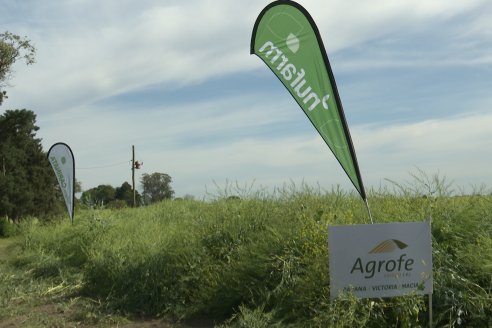 Carinata: Jornada a Campo de Nufarm y Agrofe Campo en Cerrito
