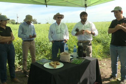 Carinata: Jornada a Campo de Nufarm y Agrofe Campo en Cerrito