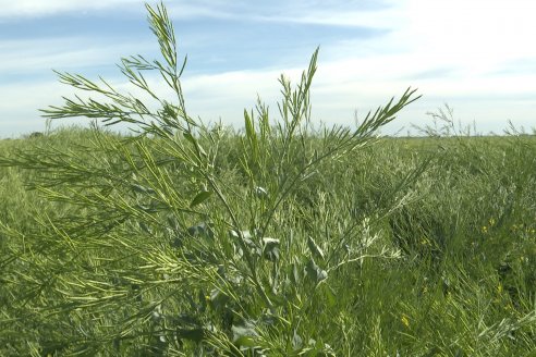 Carinata: Jornada a Campo de Nufarm y Agrofe Campo en Cerrito