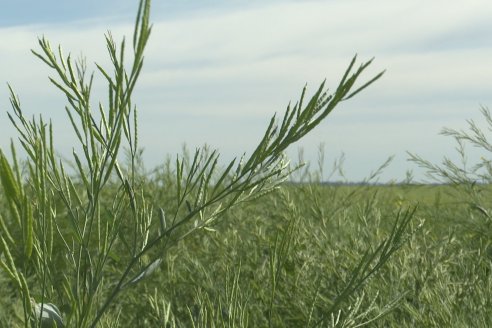 Carinata: Jornada a Campo de Nufarm y Agrofe Campo en Cerrito