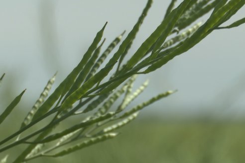 Carinata: Jornada a Campo de Nufarm y Agrofe Campo en Cerrito