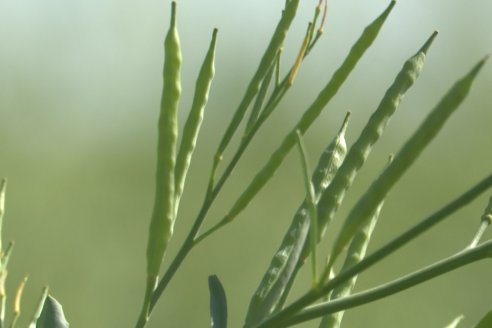 Carinata: Jornada a Campo de Nufarm y Agrofe Campo en Cerrito
