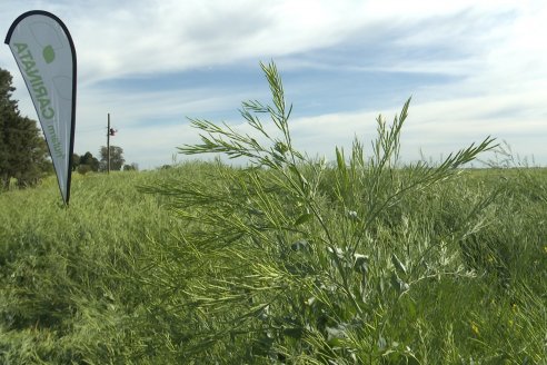 Carinata: Jornada a Campo de Nufarm y Agrofe Campo en Cerrito