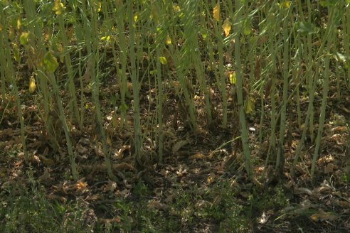 Carinata: Jornada a Campo de Nufarm y Agrofe Campo en Cerrito