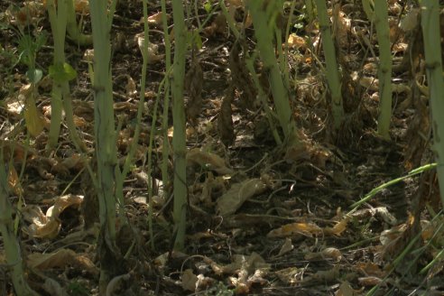 Carinata: Jornada a Campo de Nufarm y Agrofe Campo en Cerrito
