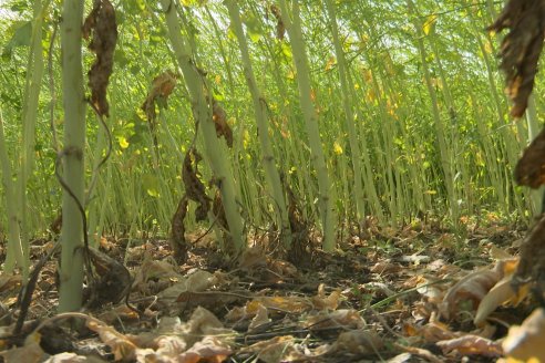 Carinata: Jornada a Campo de Nufarm y Agrofe Campo en Cerrito