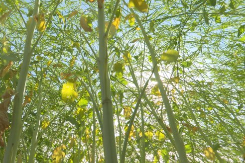 Carinata: Jornada a Campo de Nufarm y Agrofe Campo en Cerrito