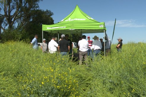 Carinata: Jornada a Campo de Nufarm y Agrofe Campo en Cerrito