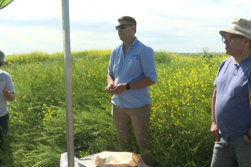 Carinata: Jornada a Campo de Nufarm y Agrofe Campo en Cerrito