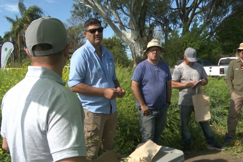 Carinata: Jornada a Campo de Nufarm y Agrofe Campo en Cerrito