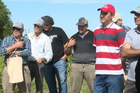 Carinata: Jornada a Campo de Nufarm y Agrofe Campo en Cerrito