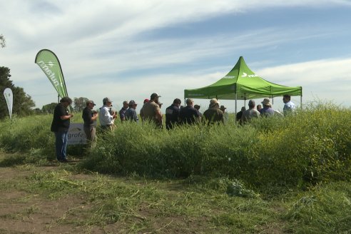 Carinata: Jornada a Campo de Nufarm y Agrofe Campo en Cerrito