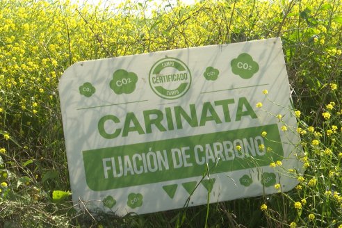 Carinata: Jornada a Campo de Nufarm y Agrofe Campo en Cerrito