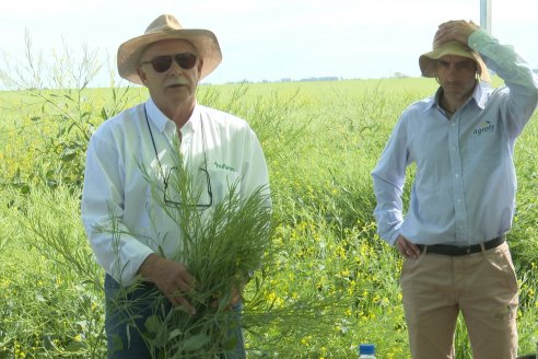 Carinata: Jornada a Campo de Nufarm y Agrofe Campo en Cerrito