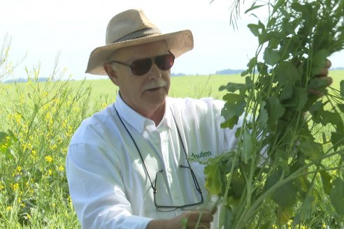 Carinata: Jornada a Campo de Nufarm y Agrofe Campo en Cerrito