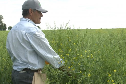 Carinata: Jornada a Campo de Nufarm y Agrofe Campo en Cerrito