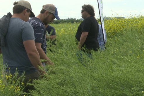 Carinata: Jornada a Campo de Nufarm y Agrofe Campo en Cerrito