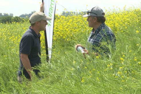 Carinata: Jornada a Campo de Nufarm y Agrofe Campo en Cerrito