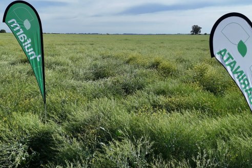 Carinata: Jornada a Campo de Nufarm y Agrofe Campo en Cerrito