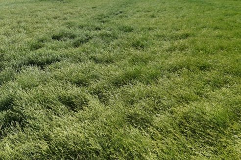 Carinata: Jornada a Campo de Nufarm y Agrofe Campo en Cerrito