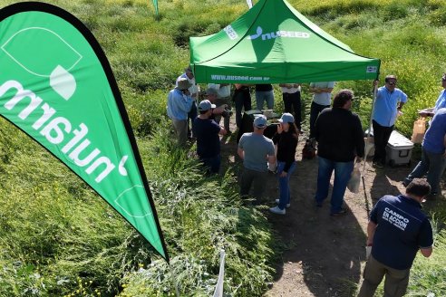 Carinata: Jornada a Campo de Nufarm y Agrofe Campo en Cerrito