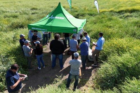 Carinata: Jornada a Campo de Nufarm y Agrofe Campo en Cerrito