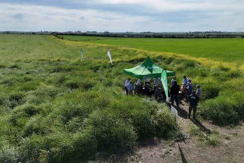Carinata: Jornada a Campo de Nufarm y Agrofe Campo en Cerrito