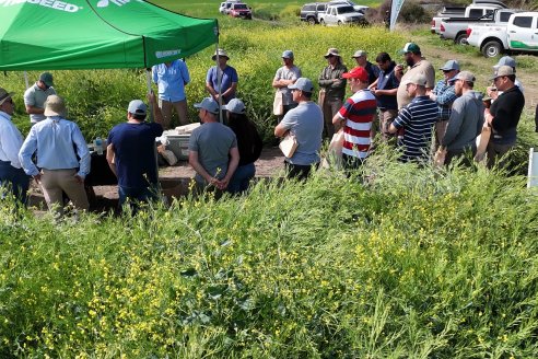 Carinata: Jornada a Campo de Nufarm y Agrofe Campo en Cerrito