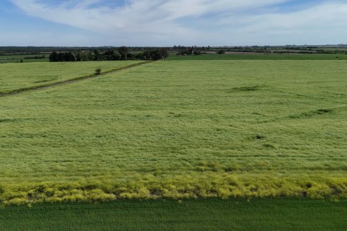Carinata: Jornada a Campo de Nufarm y Agrofe Campo en Cerrito