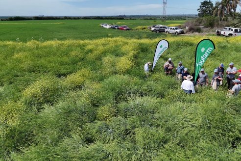 Carinata: Jornada a Campo de Nufarm y Agrofe Campo en Cerrito