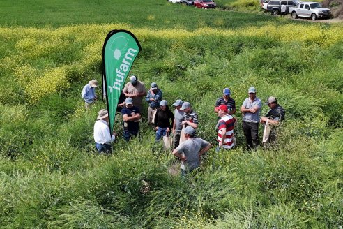 Carinata: Jornada a Campo de Nufarm y Agrofe Campo en Cerrito