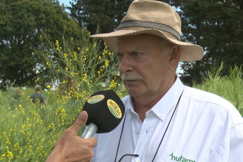 Carinata: Jornada a Campo de Nufarm y Agrofe Campo en Cerrito