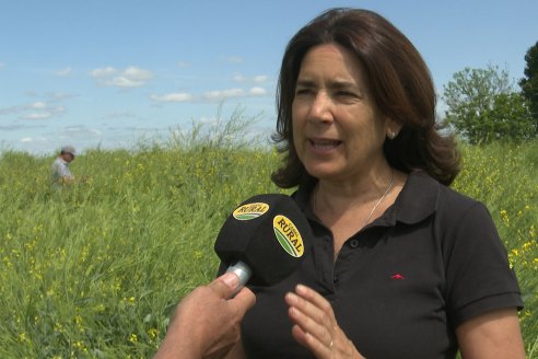 Carinata: Jornada a Campo de Nufarm y Agrofe Campo en Cerrito