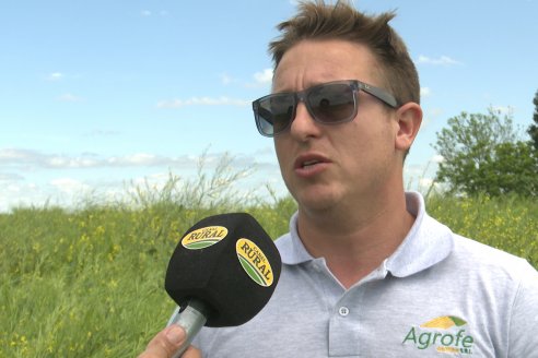 Carinata: Jornada a Campo de Nufarm y Agrofe Campo en Cerrito