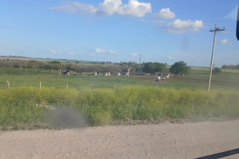 Inquietante: en un tambo de Colonia Merou robaron 43 vaquillas