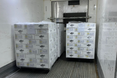 Desde Chaco exportan carne de pacú hacia los Estados Unidos