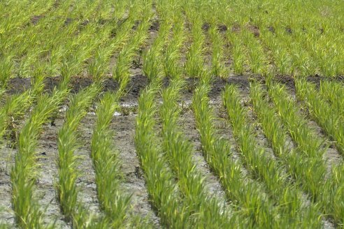 Charla BolsaCER junto a UIER y Bco Galicia - Entre Ríos Datos y Perspectivas Agricolas 2025-26