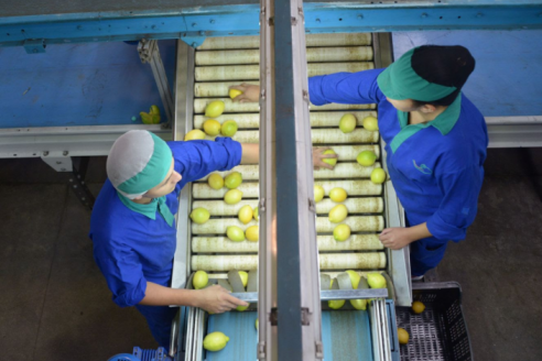 El limón tucumano tracciona las exportaciones de citrus, atrás vienen naranjas y mandarinas entrerrianas