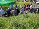El potencial de la carinata se deja ver en campos entrerrianos