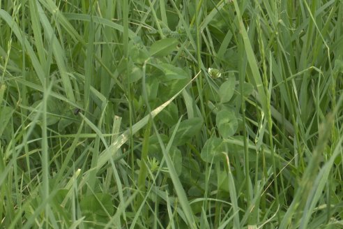 Jornada GENTOS en La Nueva Trinidad, Gdor.Mansilla - Poniendo el foco en las pasturas para una ganaderia más rentable