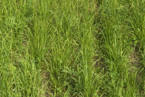 Jornada GENTOS en La Nueva Trinidad, Gdor.Mansilla - Poniendo el foco en las pasturas para una ganaderia más rentable